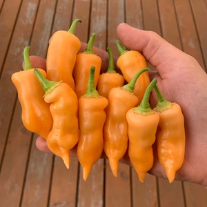Sugar Rush Peach pepper seeds