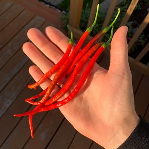 May include: A hand holding a bunch of red chili peppers with green stems. The peppers are long and thin, and they are all pointing in the same direction.