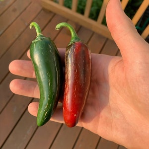 Jalafuego-peperzaden