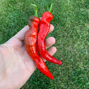 Arapaho pepper seeds