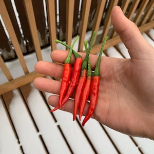 Facing Heaven pepper seeds