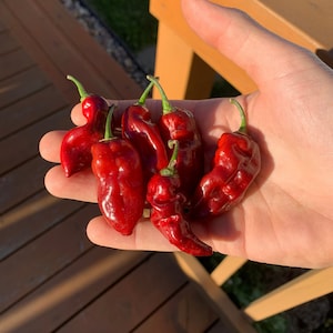 Little Italy pepper seeds
