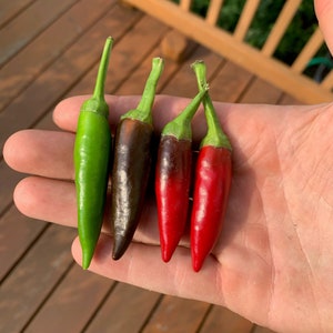 Guarda Cielo pepper seeds