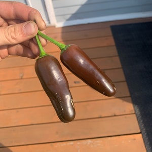 Jalapeno Brown pepper seeds