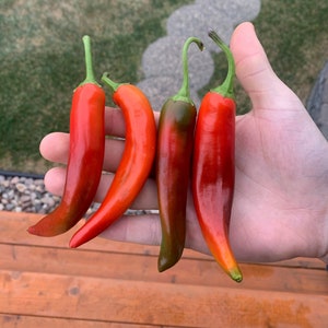 Durango pepper seeds