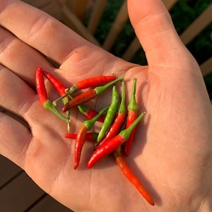 Demon Red pepper seeds