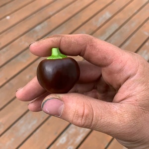 Chocolate Cherry pepper seeds