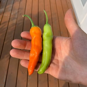 Aji Ahuachapan pepper seeds