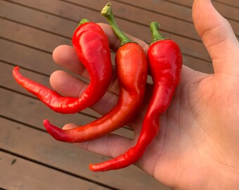 Semi di peperoncino piccante del Portogallo