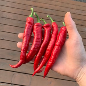Jimmy Nardello pepper seeds