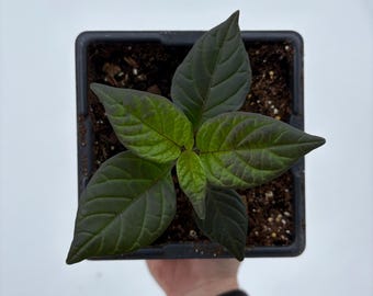 Crazy Boy Pink Cream F7 Pepper Seeds - Etsy Canada