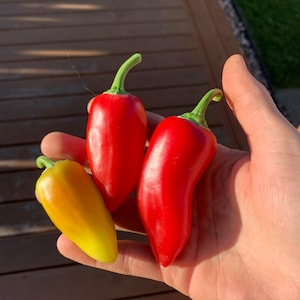 Mariachi pepper seeds