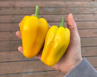 Semillas de pimiento monstruo amarillo