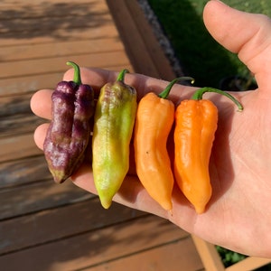 Ghost Yaki Orange F8 pepper seeds