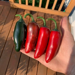 Giant Jalapeno pepper seeds