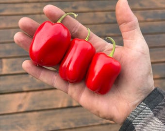 Semillas de pimiento rojo Snackabell