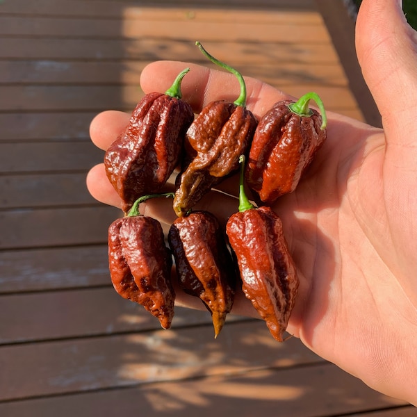 Purple Reaper x Chocolate Ghost pepper seeds