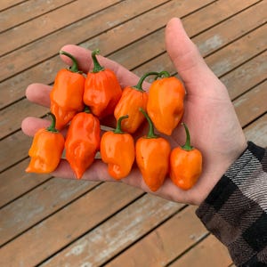 Orange Habanero pepper seeds