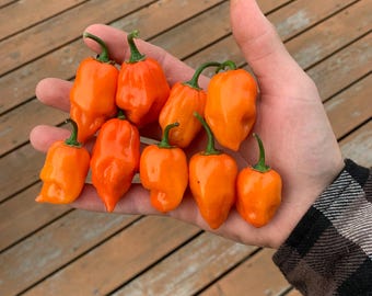 Semillas de chile habanero naranja