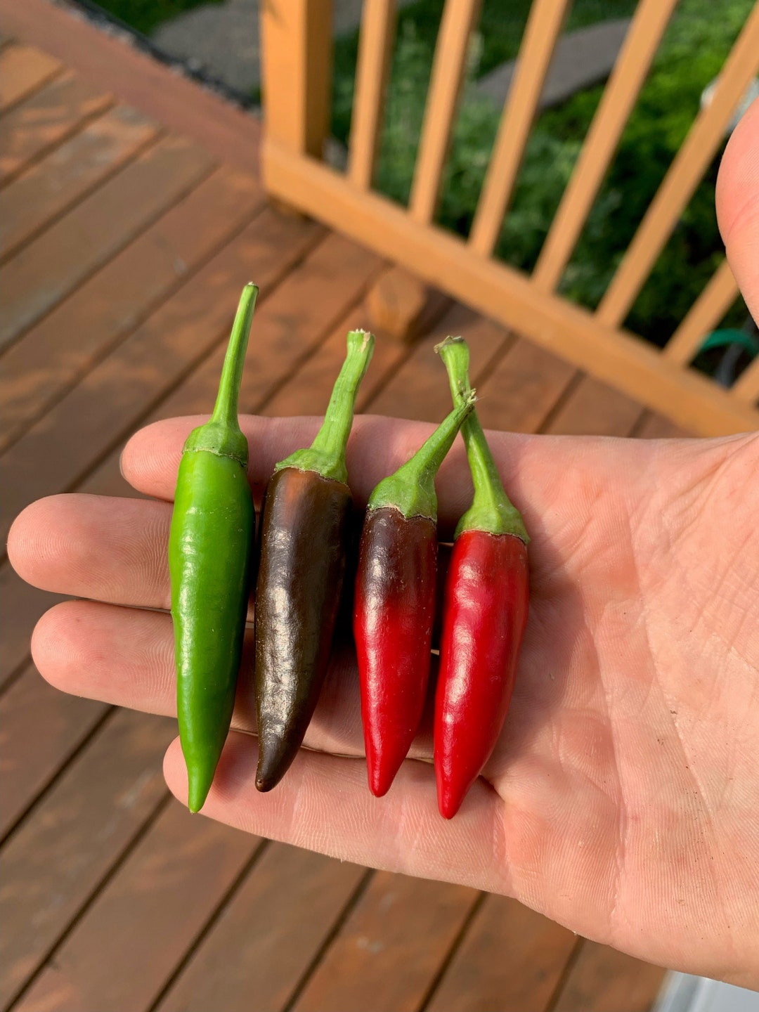 Semi Di Peperoncino 'Guarda Cielo' - Variet&agrave; Italiana - 10 Semi Freschi Di Alta Qualit&agrave;
