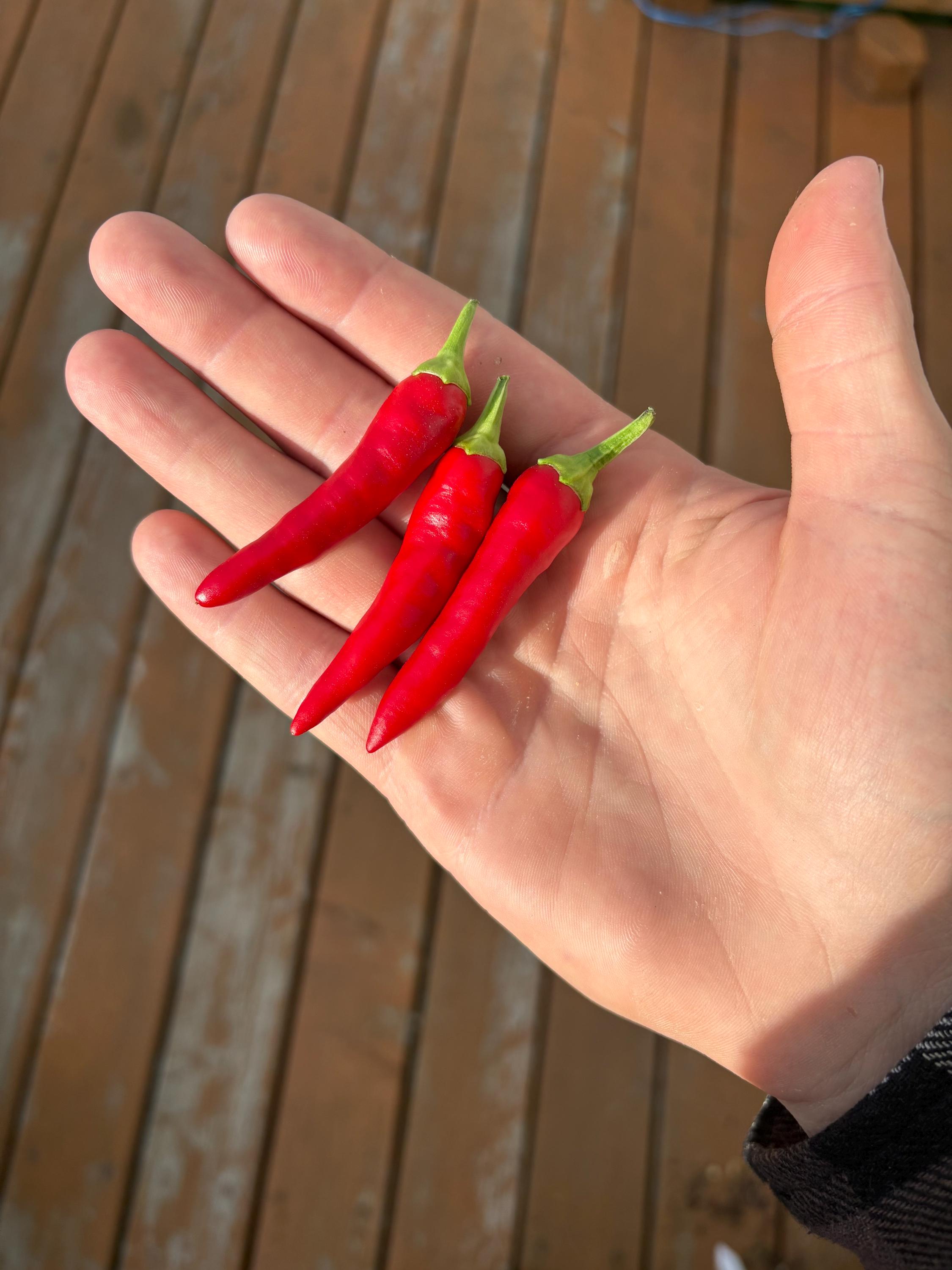スーパーチリペッパーの種 - Etsy 日本