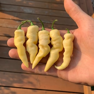Faddas White pepper seeds
