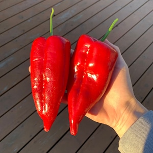 Poblano pepper seeds