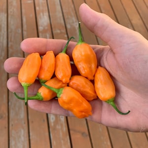 Aji Peachdrop pepper seeds