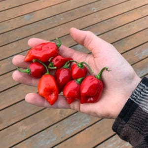 Red Habanero pepper seeds