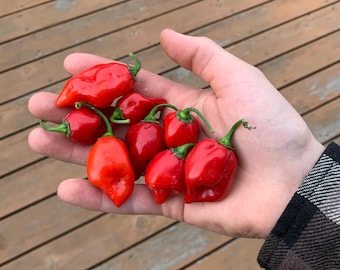 Semillas de chile habanero rojo