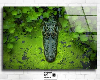 Alligator Acrylic Glass Wall Art, Everglades Swamp Photography