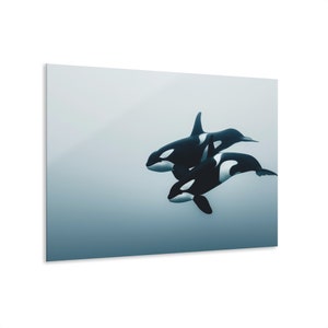 Impresión en vidrio acrílico de orca, decoración marina ártica, arte mural moderno imagen 6