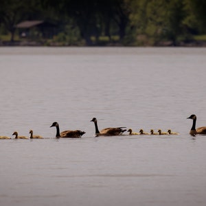 Goose Train at Illinois Horseshoe State Park