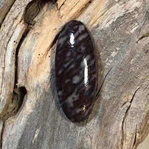 Dinosaur Bone (gem bone) cabochon