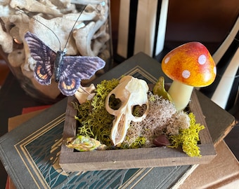 Memento Mori Garden Muskrat Skull