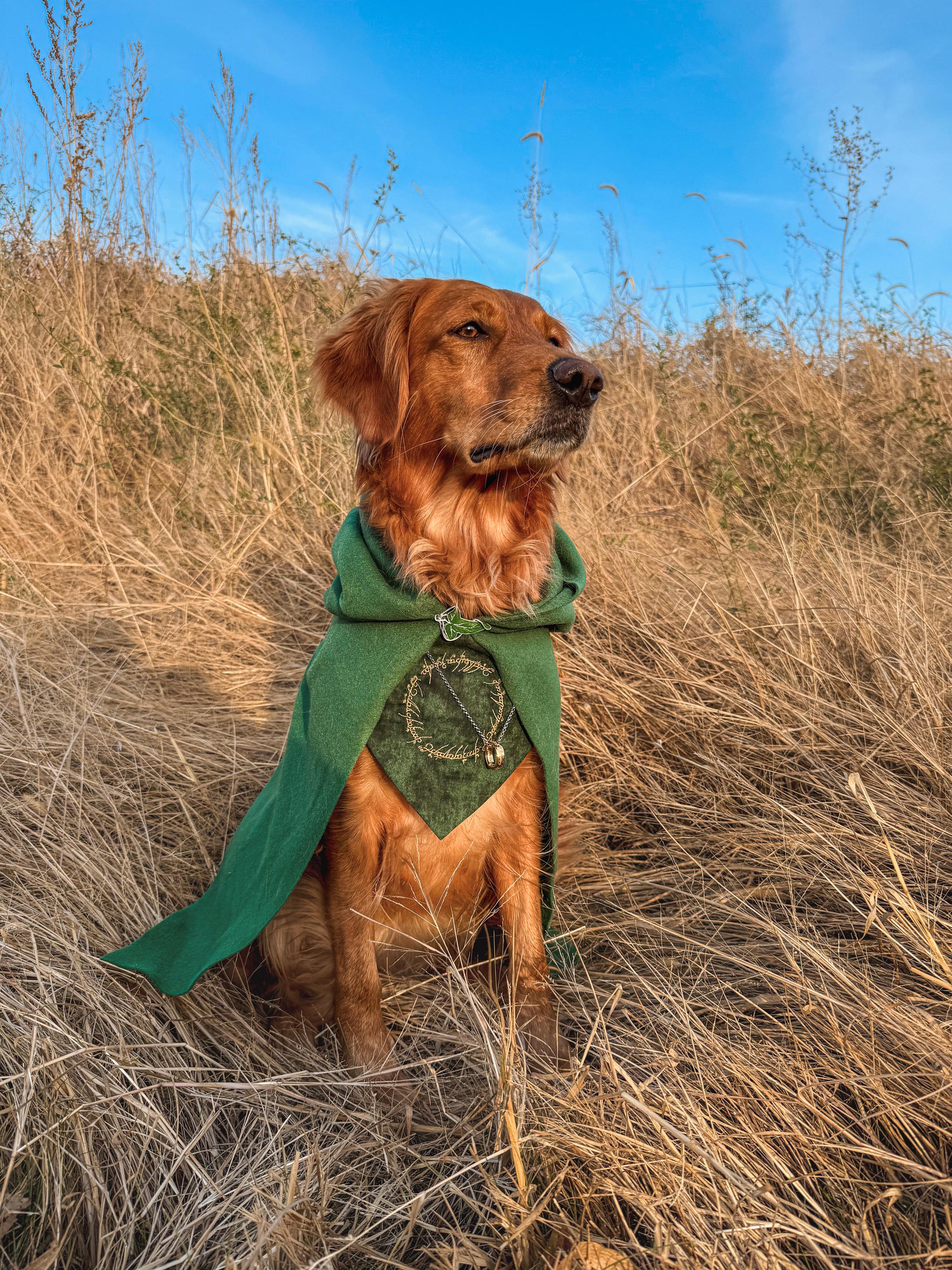 Medieval Dog Costume