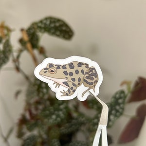 Frog sticker
