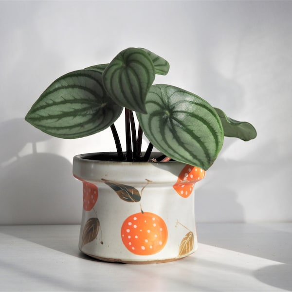 Hand Painted 4" Ceramic Plant Pot With Drainage / Cute Indoor Planter / Fruits Lemon Orange Lychee Decorative Bowl & Candle Holder