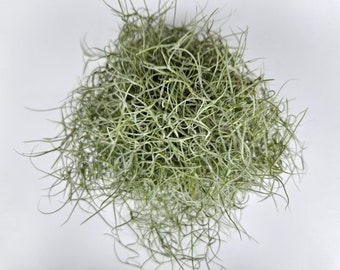 Fresh Live Spanish Moss from Florida - Air Plant - Handpicked & Cleaned