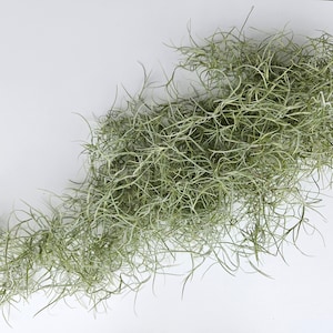 Fresh Live Spanish Moss from Florida - Air Plant