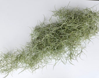 Fresh Live Spanish Moss from Florida - Air Plant