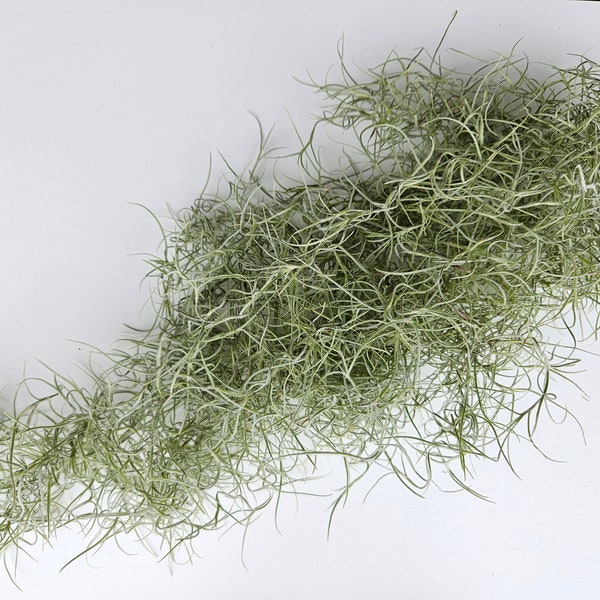 Fresh Live Spanish Moss from Florida - Air Plant