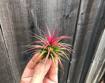 Tillandsia bulbosa Tiny Dancer 速達発送 Ꭲ.bulbosa tiny dancer | 【Good Field】エアープランツ専門店
