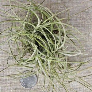 May include: A close-up of a clump of air plants with long, thin, light green leaves. A U.S. quarter is placed near the plant for size comparison. The plants are on a neutral-colored, textured surface.