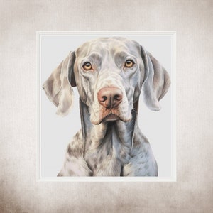 May include: A close-up portrait of a German Shorthaired Pointer dog. The dog has a white and grey coat with brown spots. The dog is looking directly at the viewer with a serious expression.