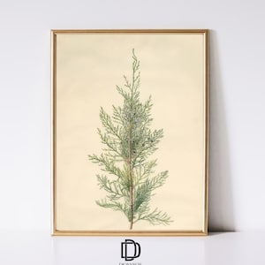 Christmas Winter Branch Printable Wall Art, Botanical Juniper Country Print, Vintage Oil Painting, Holiday Wall Decor, Digital Download
