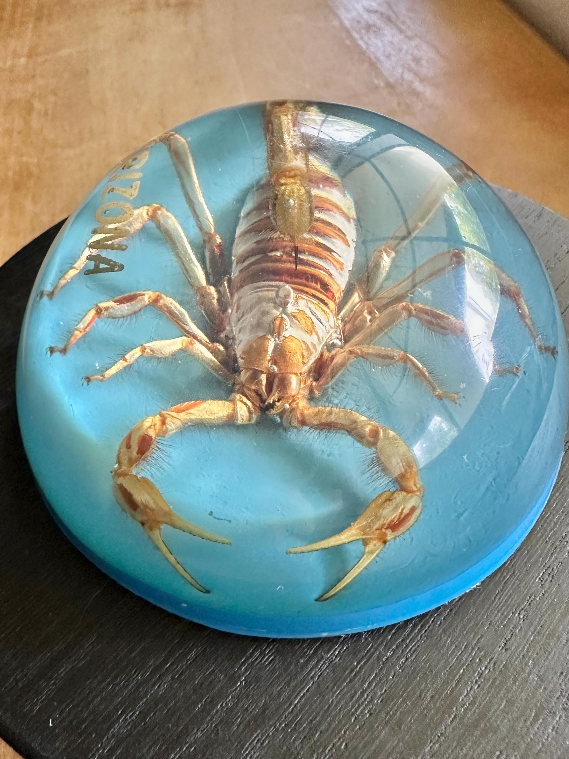 Vintage Large Brown Scorpion Encased in Acrylic Globe for