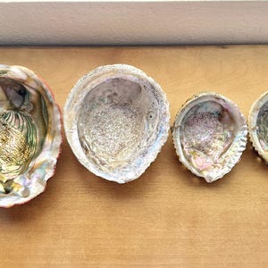 May include: Four iridescent abalone shells of varying sizes are arranged on a wooden surface. The shells display a range of colors, including pink, green, and gold, with a pearlescent sheen. The shells are empty and have a natural, organic appearance.