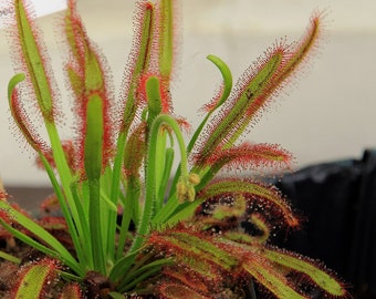 Drosera capensis cape sundew