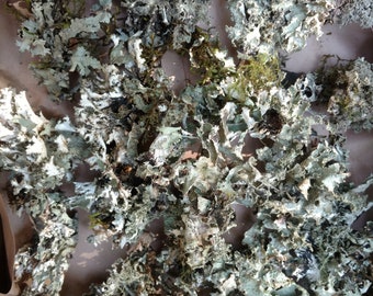 Parmelia sulcata / shield lichen 100% natural